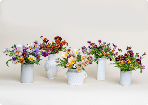 Pansy arrangements by Brenna Estrada